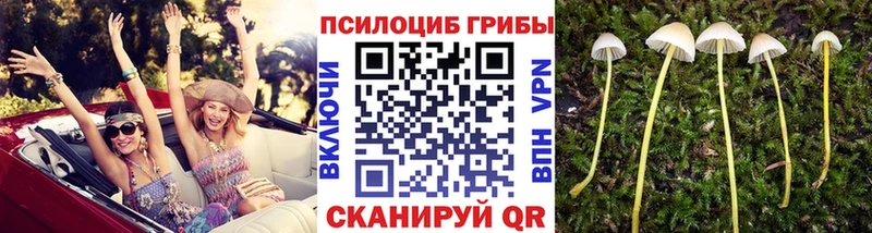 Купить где  Выкса  Псилоцибиновые грибы прущие грибы 